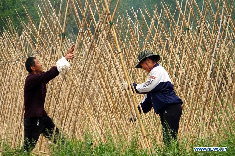 #CHINA-AGRICULTURE-SUMMER-FARM WORK (CN)