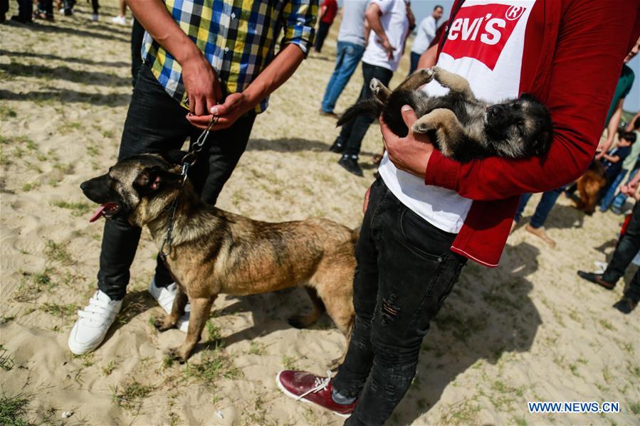 MIDEAST-GAZA-DOG SHOW