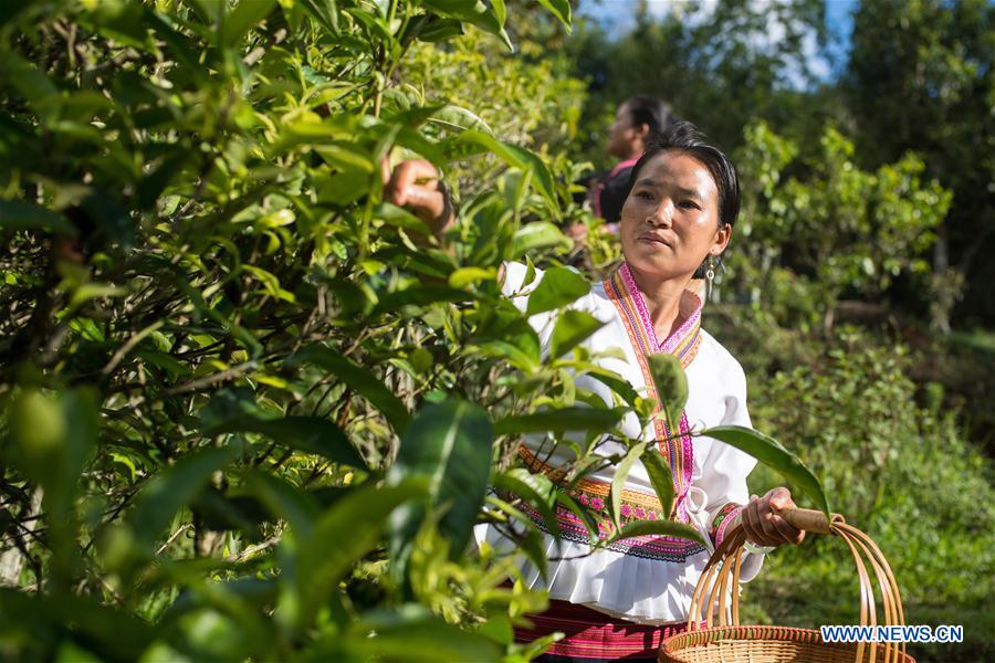 CHINA-YUNNAN-BULANG MOUNTAIN-TEA INDUSTRY (CN)