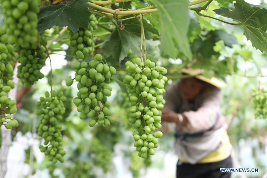 #CHINA-FARMING SEASON (CN)