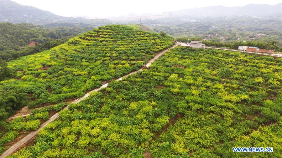 CHINA-CHONGQING-BANAN-PEACH-RURAL DEVELOPMENT (CN)