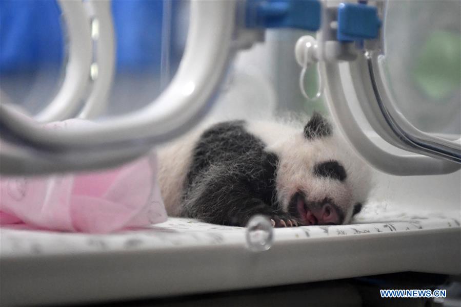 CHINA-CHONGQING-PANDA CUBS (CN)