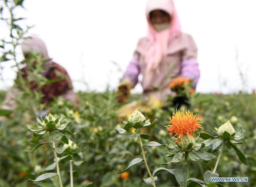 CHINA-NINGXIA-SAFFLOWER-HARVEST (CN)