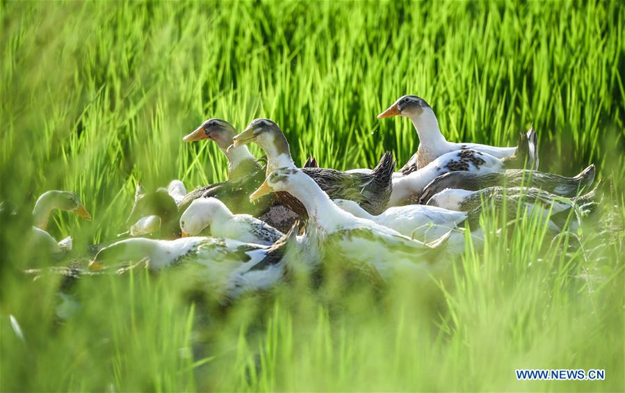 CHINA-JILIN-HUINAN-GREEN AND ORGANIC AGRICULTURE (CN)