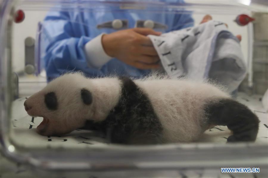 BELGIUM-BRUGELETTE-PANDA CUBS-ONE MONTH