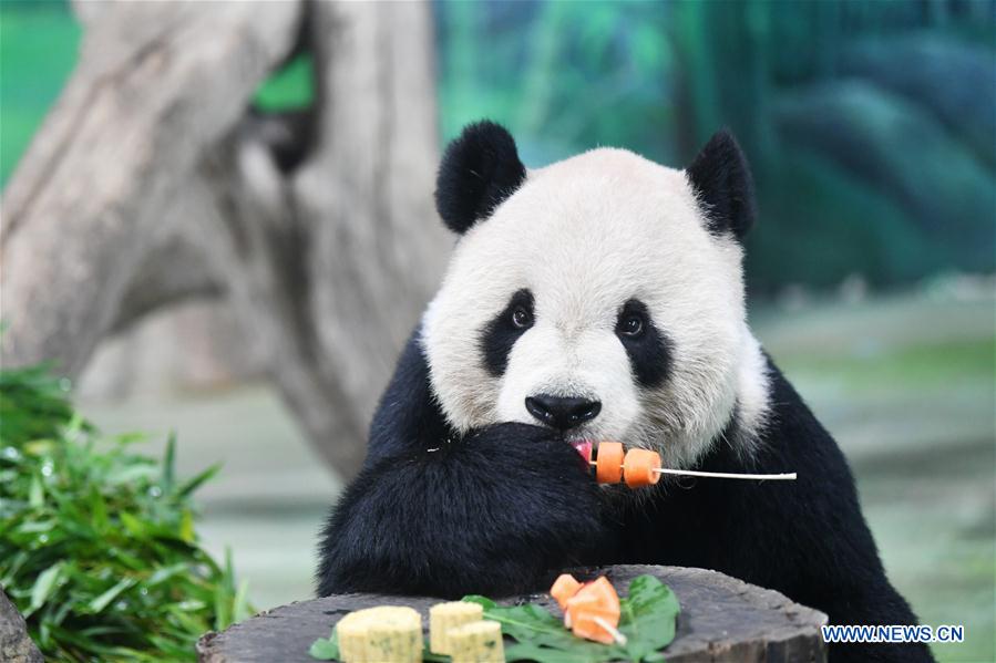 CHINA-TAIPEI-GIANT PANDAS-MID-AUTUMN FESTIVAL (CN)