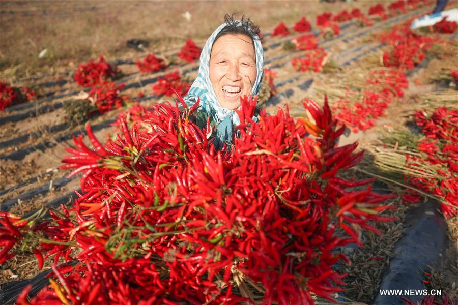 CHINA-LIAONING-FAKU-CHILI PEPPER-HARVEST (CN)