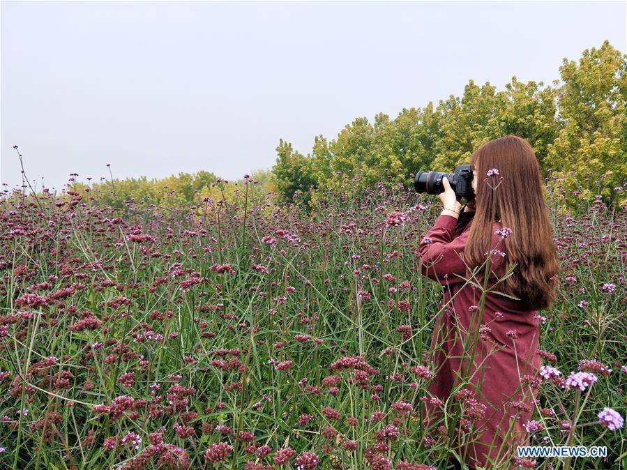 (BeijingCandid)CHINA-BEIJING-CHRYSANTHEMUM (CN)