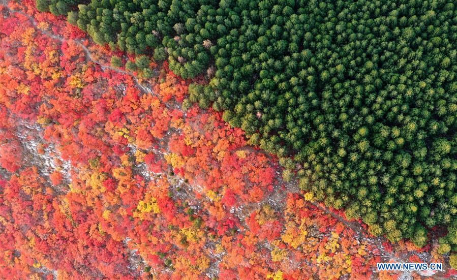 CHINA-SHANDONG-JINAN-AUTUMN SCENERY (CN)