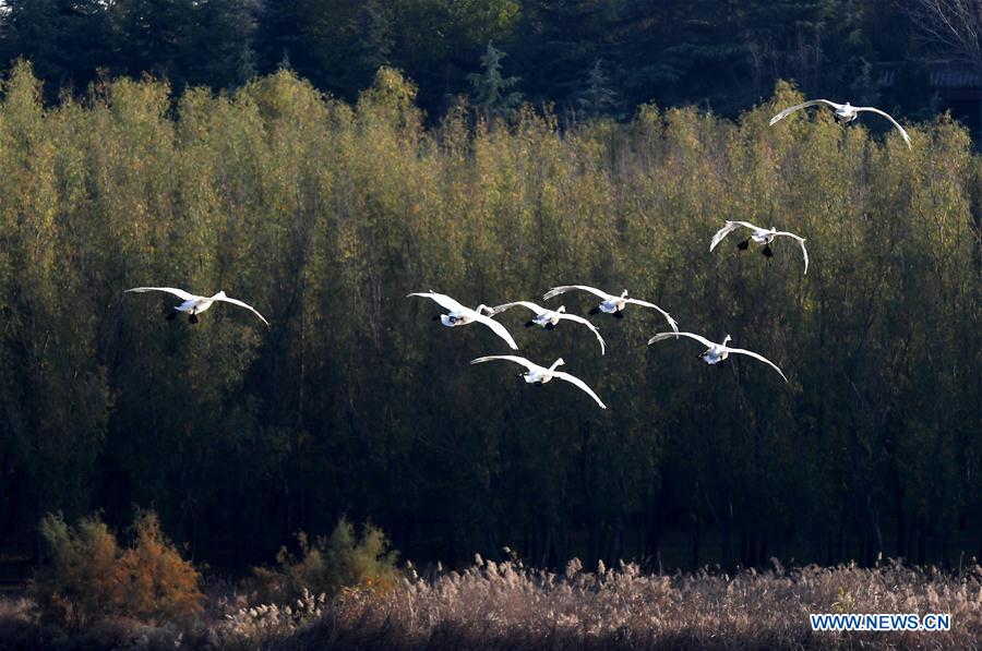 CHINA-HENAN-SANMENXIA-WHITE SWANS (CN)