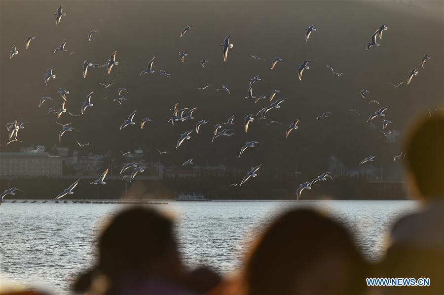 CHINA-YUNNAN-KUNMING-BLACK-HEADED GULLS (CN)