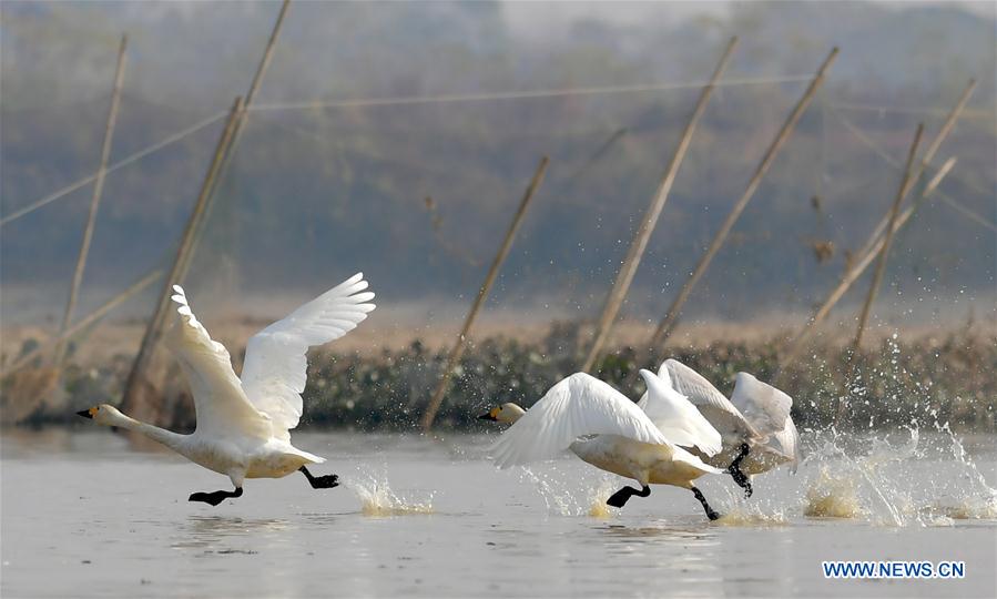 CHINA-JIANGXI-FUHE RIVER-MIGRANT BIRD (CN)