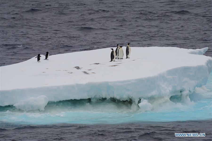 (EyesonSci)CHINA-XUELONG 2-ANTARCTIC EXPEDITION-SOUTHERN OCEAN-ANIMALS