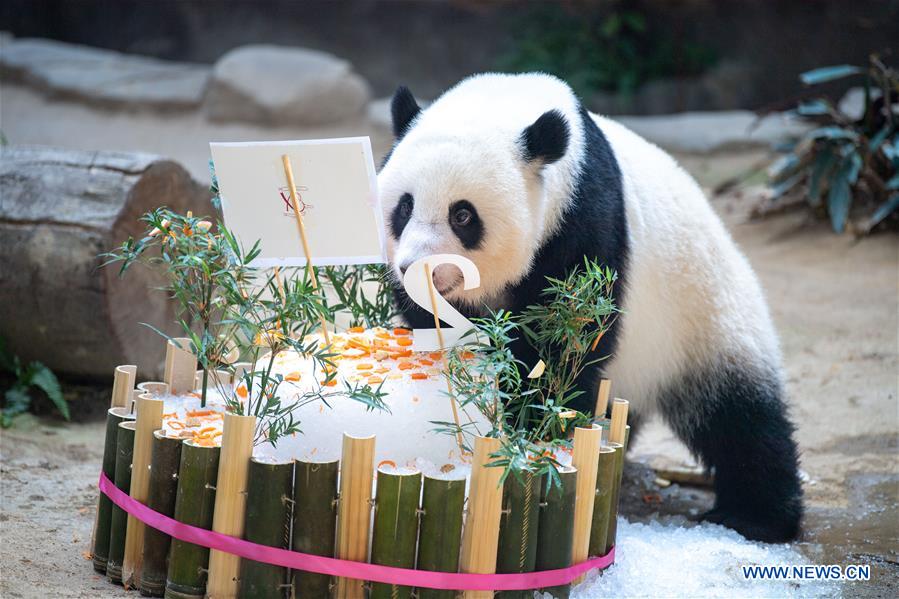 MALAYSIA-KUALA LUMPUR-GIANT PANDA-BIRTHDAY