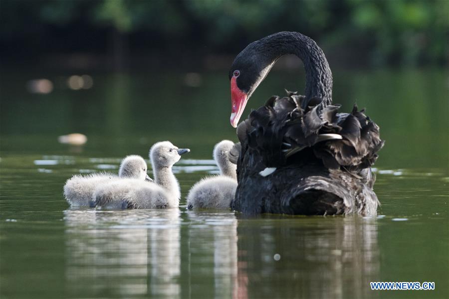 XINHUA PHOTOS OF THE DAY