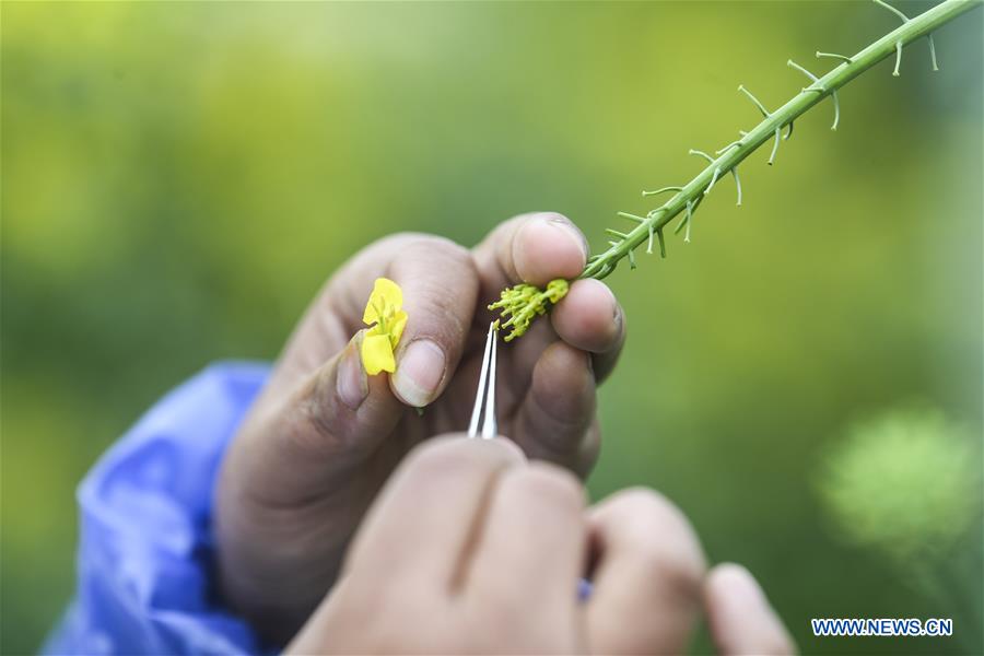 CHINA-CHONGQING-RAPESEED PLANTING (CN)