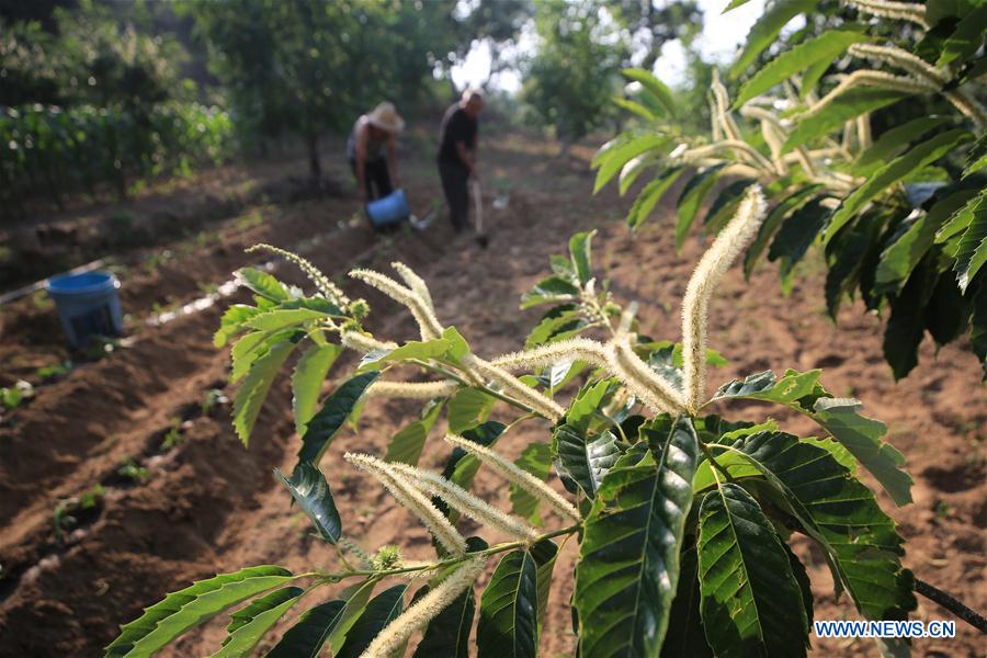 #CHINA-SUMMER-FARMING(CN)