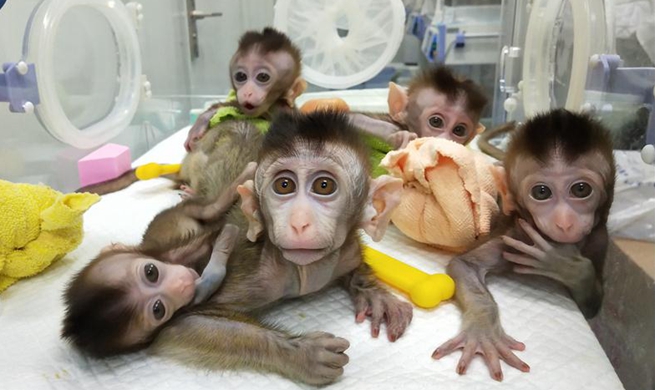 China clones gene-edited monkeys