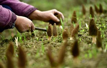 Hubei: Farmers harvest morel mushrooms at greenhouse