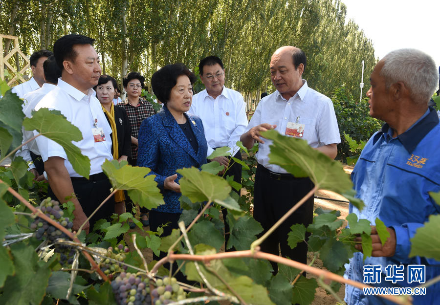 8月9日，中共中央政治局委员、中央统战部部长、中央代表团副团长孙春兰率中央代表团三分团，先后赴内蒙古自治区乌海市、阿拉善盟看望各族干部群众。这是孙春兰在乌海市汉森酒业集团的葡萄种植园了解葡萄种植情况。新华社记者 任军川 摄