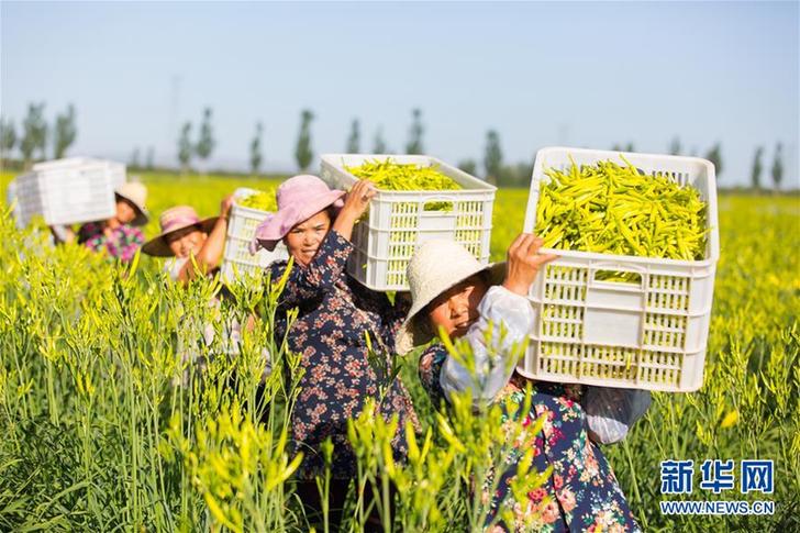 （在习近平新时代中国特色社会主义思想指引下——新时代新作为新篇章·乡村振兴战略·图文互动）（1）一株忘忧草，万家喜眉梢——山西省大同市云州区黄花产业扶贫观察