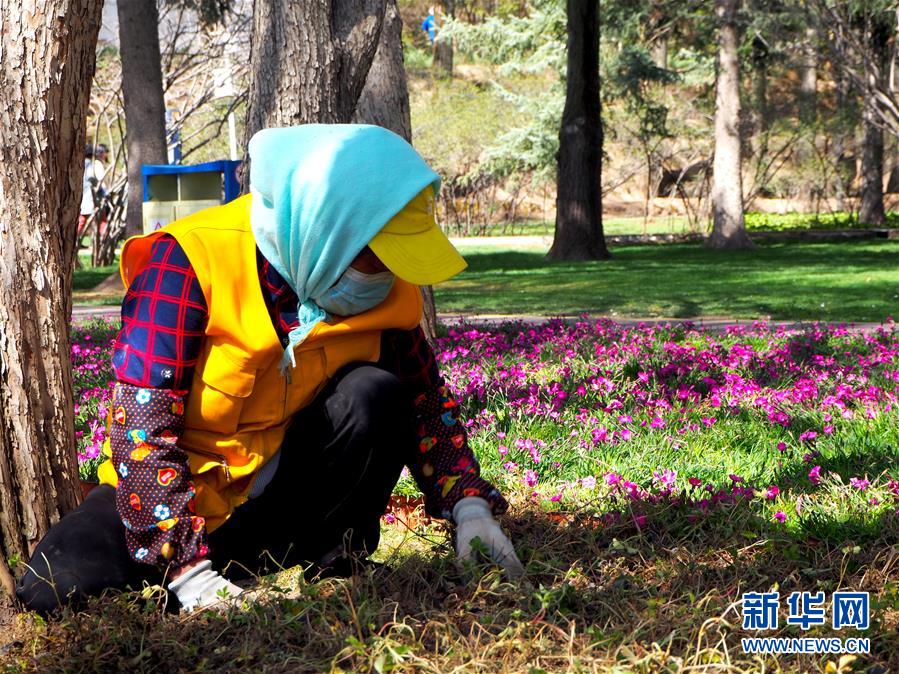 （图文互动）（2）特写：西宁花事