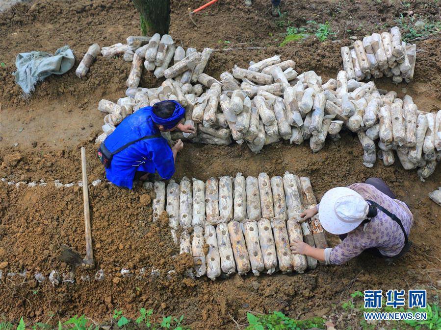 （决战决胜脱贫攻坚·图文互动）（1）问林下要地 助“新市民”就业增收