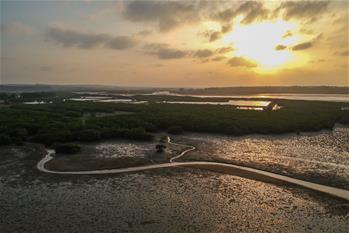 十年树木、红树成林——“海上森林”回归记