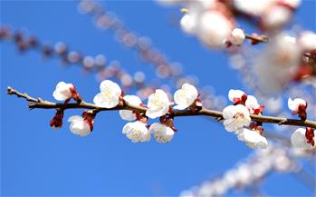 春季花争艳