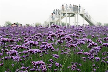 安徽芜湖：马鞭草花开迎客来