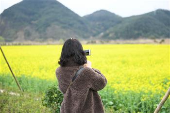 油菜花开布谷湖