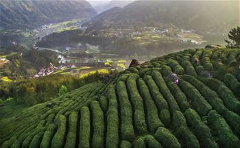 茶园春波满山来